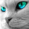 LeopoldoMaldon's Avatar